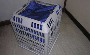 更衣小黄鸭黄色饮件